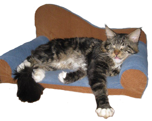 мейн кун кот отдыхает на диванчике