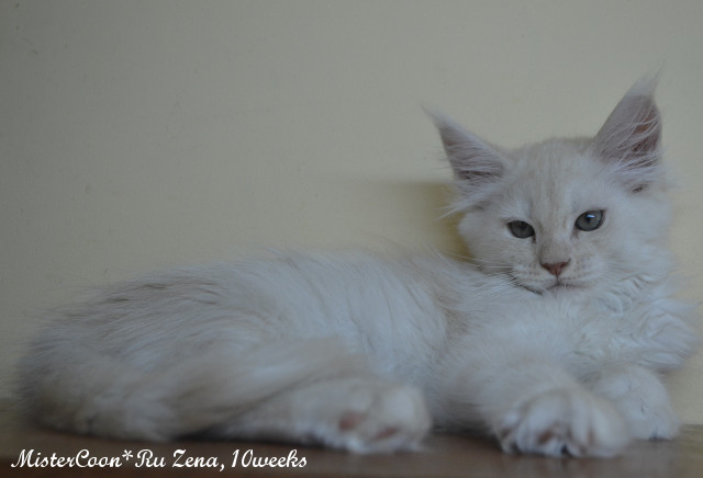 female Zena.10w 02 mistercoon ru