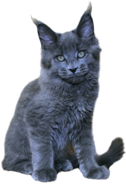 catotziv
