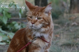 мейн кун кот в саратове