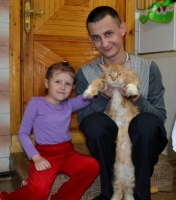кошка мейн кун общается с ребёнком и др гостями