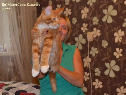 рыжий мейн кун кот фото питомник мистер кун в Саратове