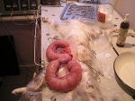 pyometra3