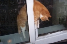 кот и открытые окна