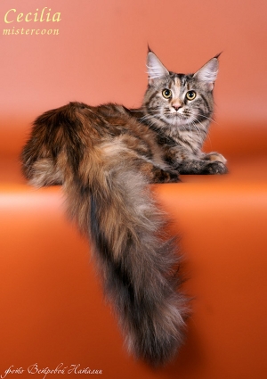 кошка мейн кун с шикарным длинным хвостом
