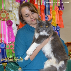 большая кошка мейн кун фото Жасмин на выставке в Воронеже