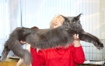 самый большой кот мейн кун, питомник мистер кун