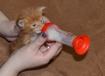 мейн кун котёнок кушает из бутылочки