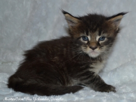 female yolandaмейн кун котёнок кошка Иоланда, 8 недель