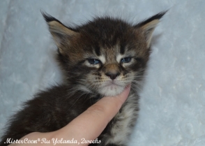 купить мейн кун котёнка. кошка чёрная мраморная питомник Мистер кун