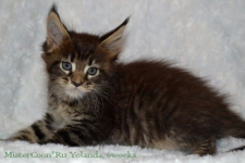 купить мейн кун котёнка кошка чёрная с белым