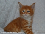 male yanni.6w 04 mistercoon ru