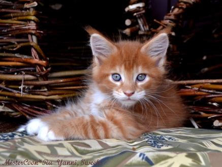 рыжий мейн кун котёнок Янни male maine coon mistercoon ru