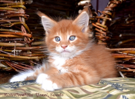 рыжий мейн кун котёнок Янни male maine coon mistercoon ru