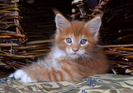 рыжий мейн кун котёнок Янни male maine coon mistercoon ru