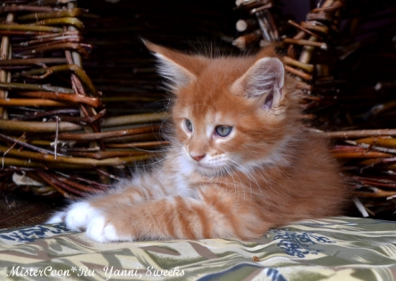 рыжий мейн кун котёнок Янни male maine coon mistercoon ru