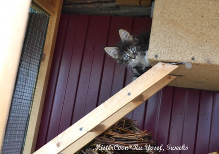 male yosef.чёрный мейн кун котёнок Иосиф,2 месяца