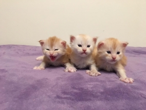 мейн кун котенок