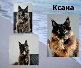 мейн кун котенок