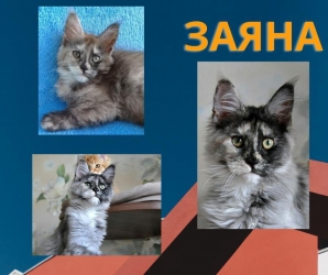 мейн кун котенок