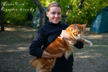 мейн кун саратова, питомник мейн кунов мистер кун