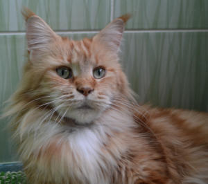 большая рыжая кошка Соня питомника мистер кун
