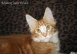elvis3m_02