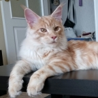 maine coon male wally2