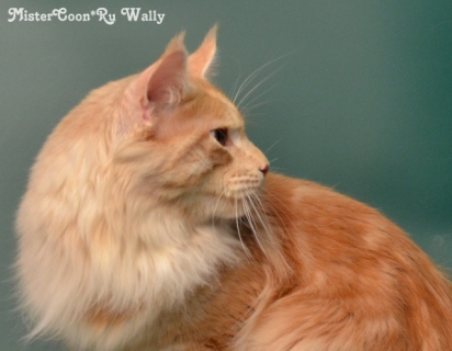 рыжий мейн кун Wally 11.15 09