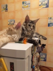 кот мейн кун Камерон Мистер Кун