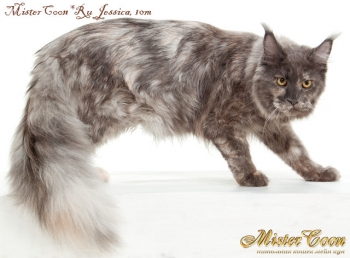 кошка тольятти jessica мейн кун голубокремовая