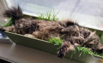 трава для кошек купить