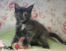 Beatrice Купить мейн кун котенка