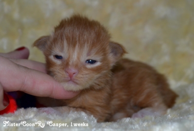 Casper купить рыжего котенка