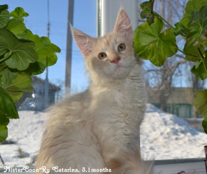 Catarina купить котенка мейн кун