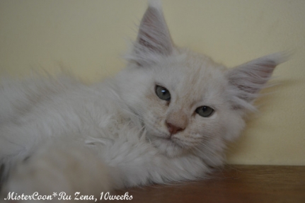 female Zena.10w 01 mistercoon ru