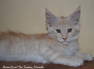 male Zarina10w 01 mistercoon ru