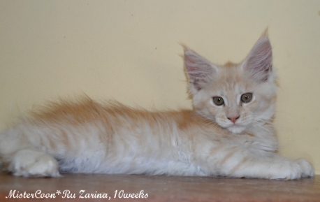 male Zarina10w 02 mistercoon ru