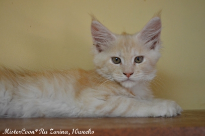 male Zarina10w 03 mistercoon ru