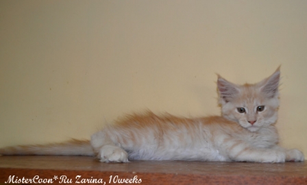 male Zarina10w 04 mistercoon ru