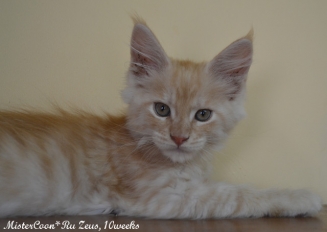 male Zeus.10w 01 mistercoon ru