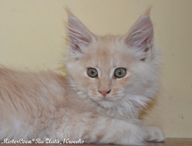 male Zlata.10w 01 mistercoon ru