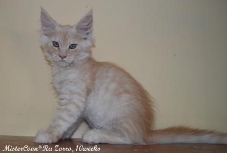 male Zorro.10w 02 mistercoon ru