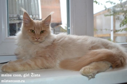 Zlata5.1m 02