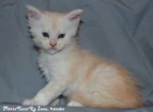 female Zena.4w 01 mistercoon ru