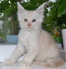 female Zena.7w 01 mistercoon ru