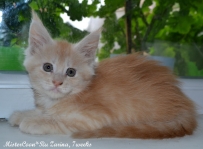 male Zarina.7w 01 mistercoon ru