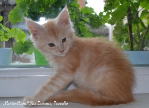 male Zarina.7w 05 mistercoon ru